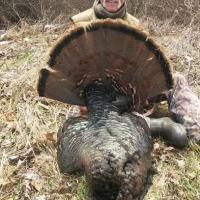 Southern Wisconsin Gobbler