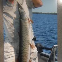 Jerry / 43" 22 Lb Muskie released