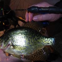 Crappies on The St. Croix