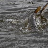 Fish On