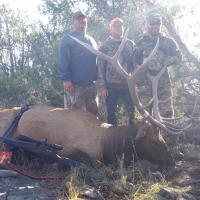 Nice Elk