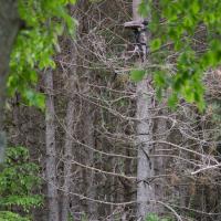 My Treestand