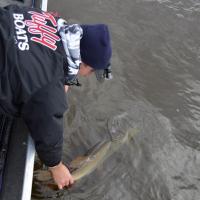 Catch and Release