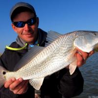 brightred Redfish