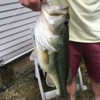 Largemouth Bass