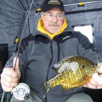Straightlinning for Bluegills