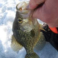 Icing Crappies