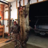 Neal's Trophy Elk