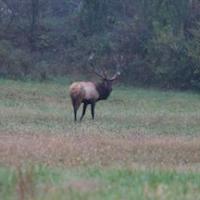 TN Elk1906