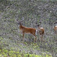 Missouri July Velvet Bucks