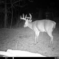 Deer