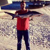 Black Tip Shark