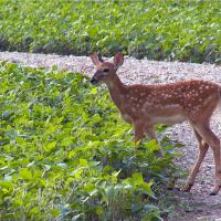 Seeing Lots of Fawns