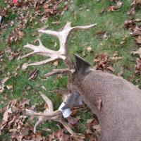 Double drop tine Buck 1