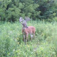 Velvet Photo Buck