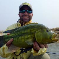 Nembwe (Olive Bream)