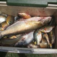 Great day fishing catfish & bream