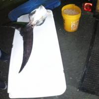 Fish Tails