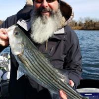 Nice Striper