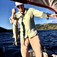 Walleye