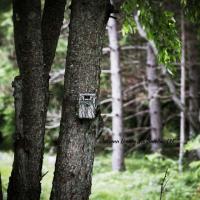 Trail Camera