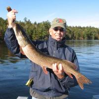 32 inch  Pike