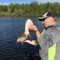 Spinnerbait Musky