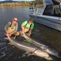 Two Big Sturgeon