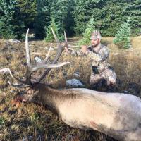 2016 Bull Elk