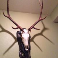 My elk mount In european design
