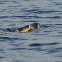 Surfacing Muskie