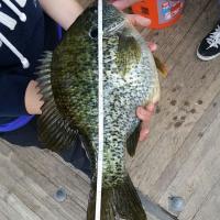 15" Crappie - Now that's BIG