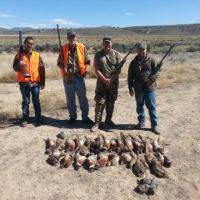 Pheasant Shooting