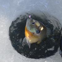 Ice'd Blue Gill
