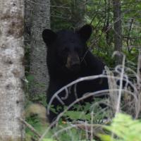 Northern Wisconsin Black Bear