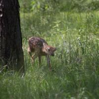 Spotted this little fawn
