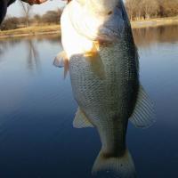 bass 6