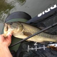 bass 1
