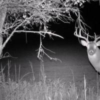 Nice Kansas Buck