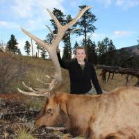 Mandi's Elk
