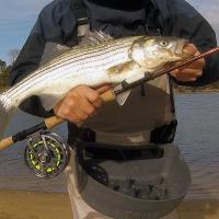 Dec 20 Bass