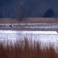 Kansas Whitetails Get a Surprise Visitor