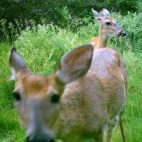 Does on The Big Buck Magnet