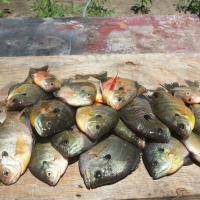 Great Day Panfishing