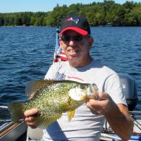 16 inch Black Crappie