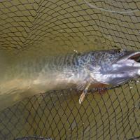 Hybrid Muskie in The Frabill