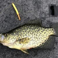 Nice Mid May Crappie