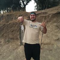 Striped Bass from Lake Del Valle
