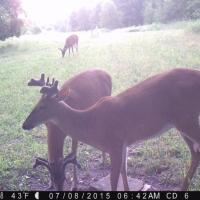 Young buck herd