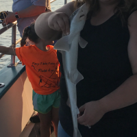 Shark